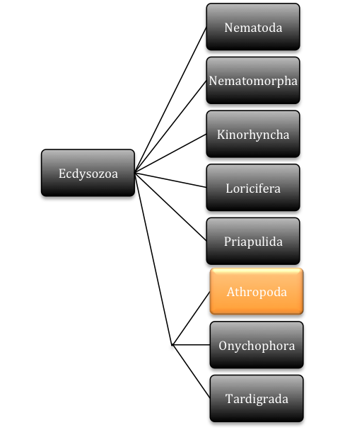 Phylogenetic tree of molting animals. Tree created by Jacob Faultersack. Tree based off information from Tree of Life Web Project.