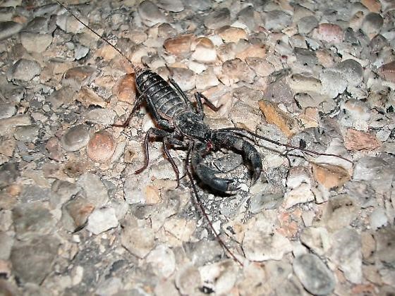 Mastigoproctus giganteus in habitat. Used with permission. Copyright © 2005 Aaron Goodwin.