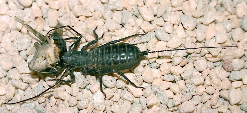 M. giganteus eating a grasshopper. Used in accordance with creative commons license. © Clinton & Charles Robertson 2005.