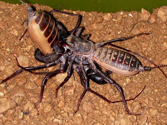 Pressing stage of M. giganteus mating process. Used with permission. Copyright © 2009 Arlo Pelegrin