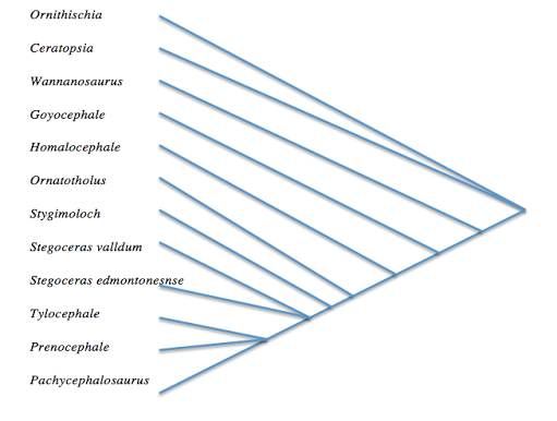 Phylogenetic Tree: Made by Claire Clabots