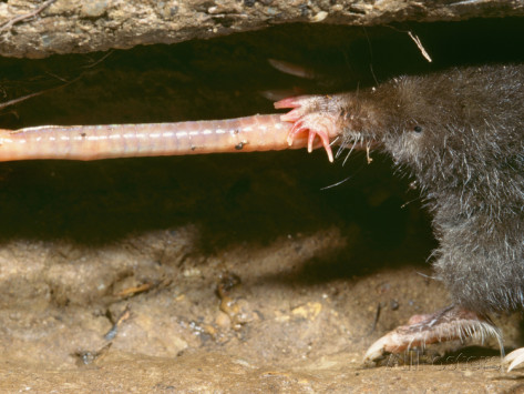 C. cristata consuming an earthworm. Photo credit Dr. Kenneth Catania 2009. 