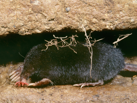 Star Nosed Mole in Den 