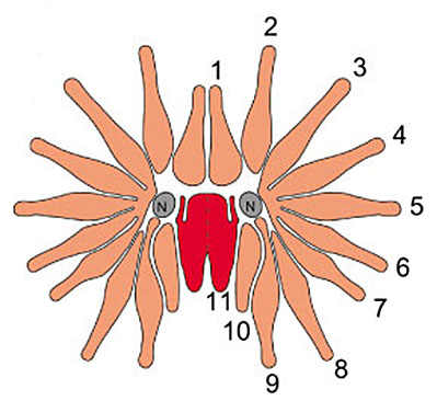 Star Nosed Mole 