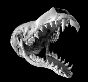 Star Nosed Mole Skull