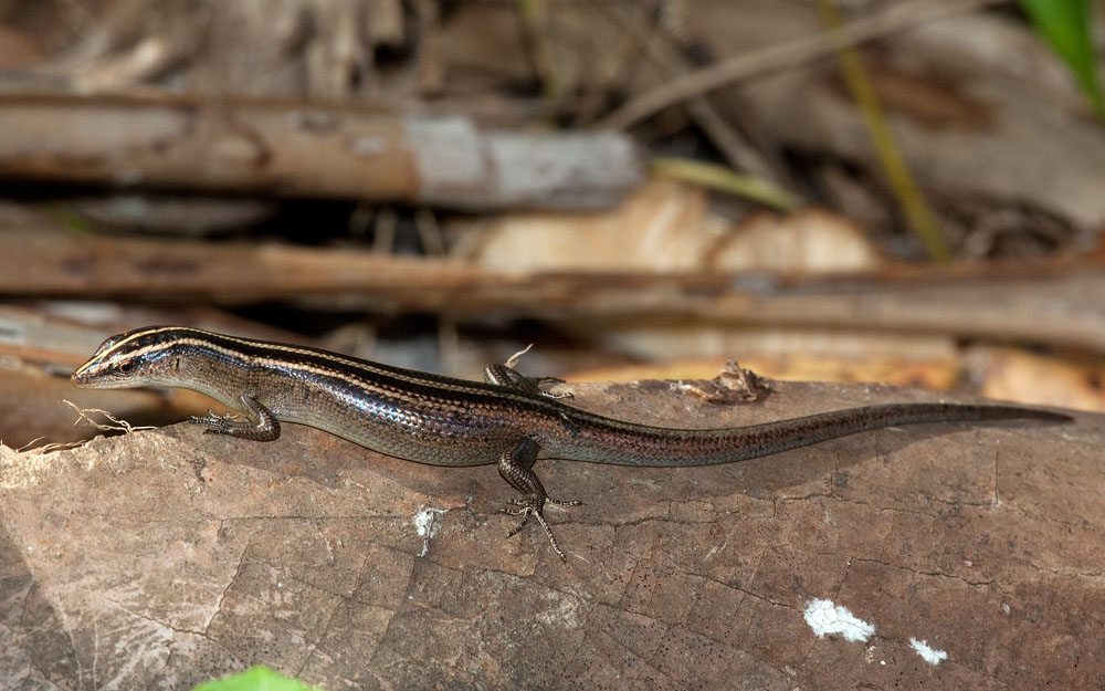 Emoia cyanura copper-tailed copper-striped skink