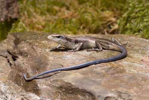 Emoia cyanura: copper-tailed skink. Photo by Frank Teigler