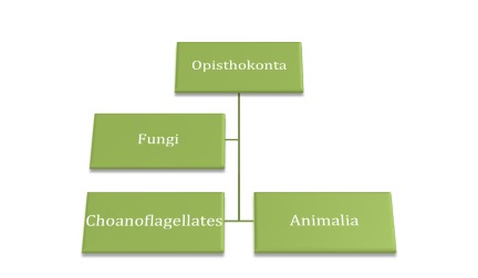 Phylogenetic tree