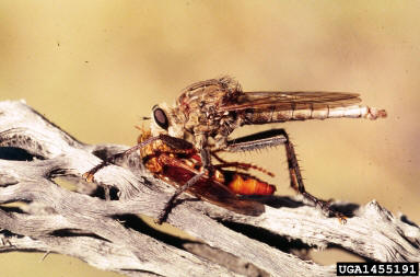 Robber Fly Feeding on Horse Bot Fly