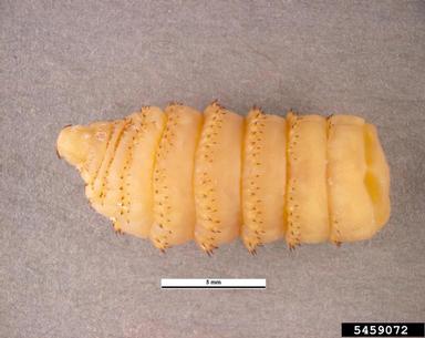 Third Instar Larva