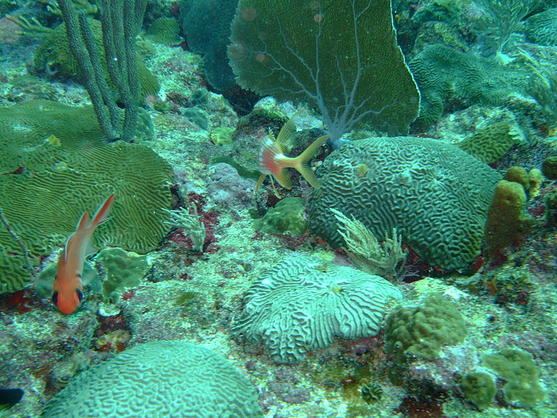 Photograph by John Martin Davies of an octocoral