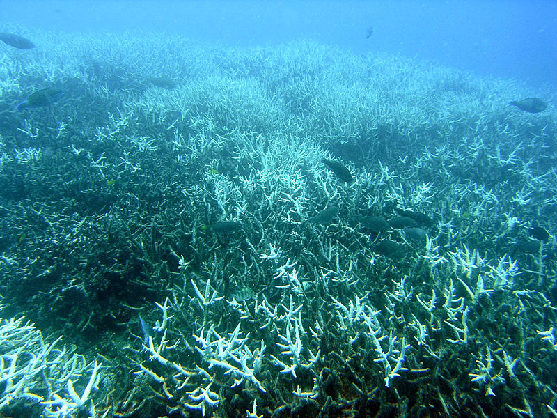 Photograph of bleached coral by J. Roff.