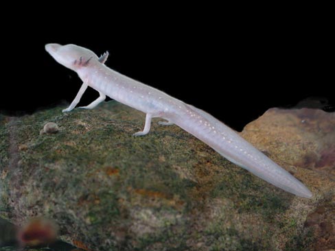 Texas Blind Salamander