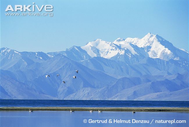 A flock of bar-headed geese begin their ascent.