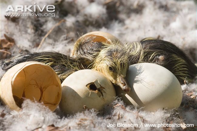 Bar-Headed Goslings hatching