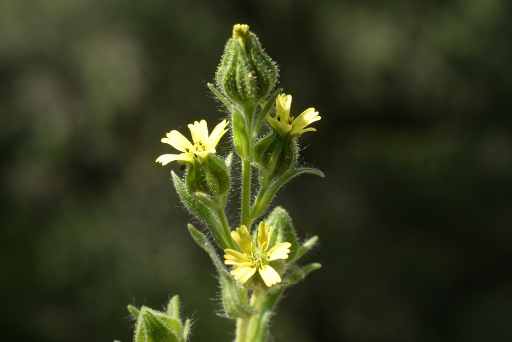 Image: Madia gracilis bud. Photographed by Terre Dunivant. Used by permission