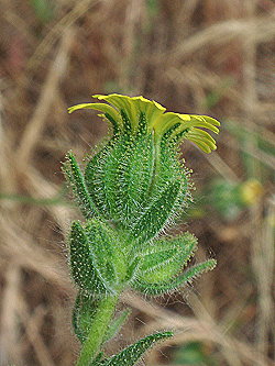 Image: Madia gracilis bud and flower. Photographed by Michael L. Charters. Used by permission.