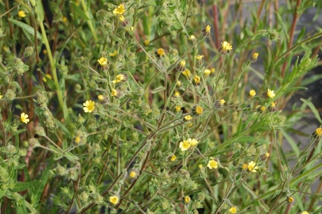 Imagine. Madia gracilis in the wild. Photo taken by Amy Bartow, provided by USDA.