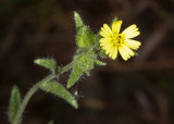 Image: Madia gracilis bud and flower. Photograph taken by Dennis Ancinec. Used by permission.