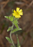 Image: Madia gracilis flower and stem. Photographed by Dennis Ancinec. Used by permission.