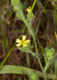 Image. Madia gracilis stem and flower. Photographed by Dennis Ancinec. Used by permission. 