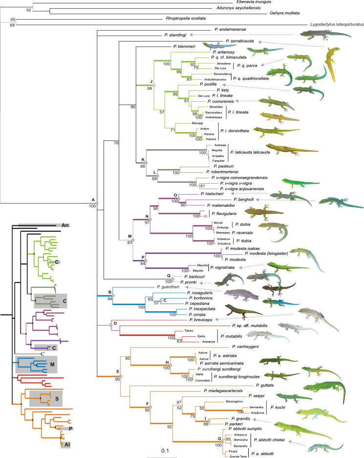 Figure 1. Phelsuma laticauda phylogenetic tree