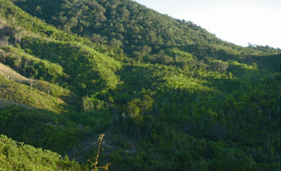 Phelsuma laticauda habitat