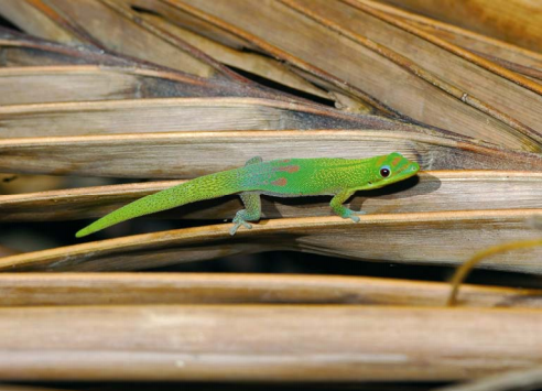 Phelsuma laticauda