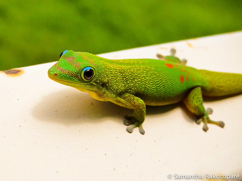 Phelsuma laticauda