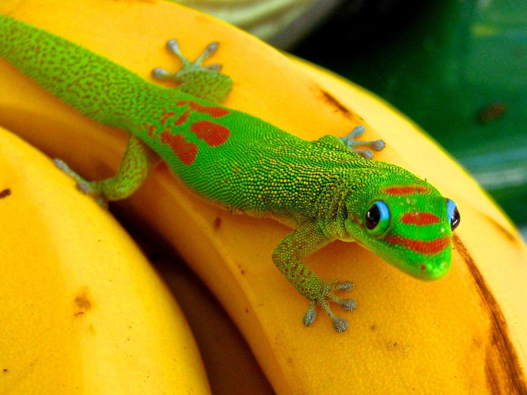 Phelsuma laticauda