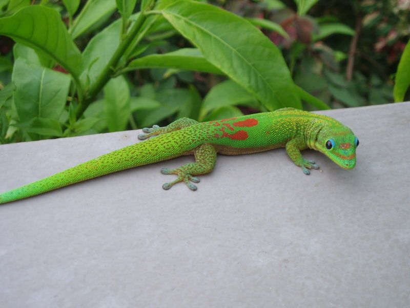 Phelsuma laticauda