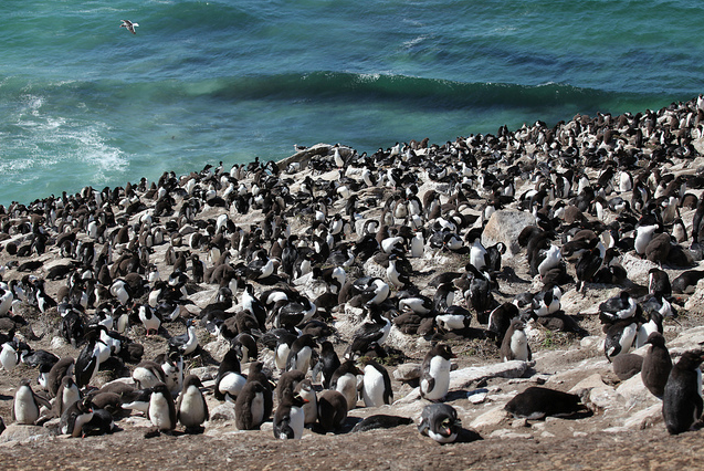 Photographed by Liam Quinn. Licensed for reuse under the Creative Commons License at bottom of page. Group of Rockhopper penguins. 