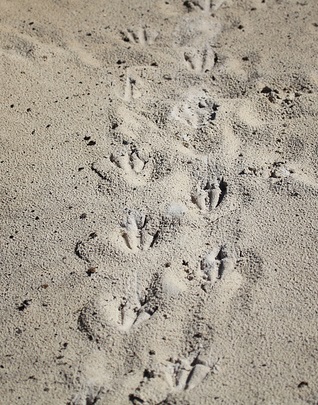 Photographed by Liam Quinn. Licensed for reuse under the Creative Commons License at bottom of page. Rockhopper penguin prints in sand. 