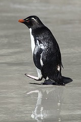 Photographed by Liam Quinn. Licensed for reuse uner the Creative Commons License at bottom of page. Rockhopper penguin on beach on Saunders Island. 