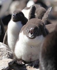 Photographed by Liam Quinn. Licensed for reuse under the Creative Commons License at bottom of page. Rockhopper penguin chick. 