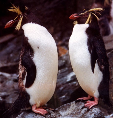 Copyright Mike Pennington. Licensed for reuse under Creative Commons License at bottom of page. Rockhopper penguins at the Edinburgh Zoo. 