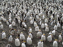 Royal Penguins Breeding on the Beach