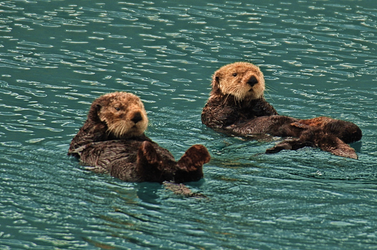 Sea Otters