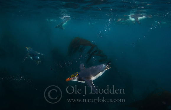 submerged penguins use feather color as camoflage