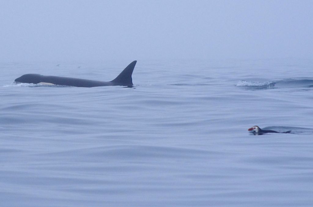 Orcas and penguin