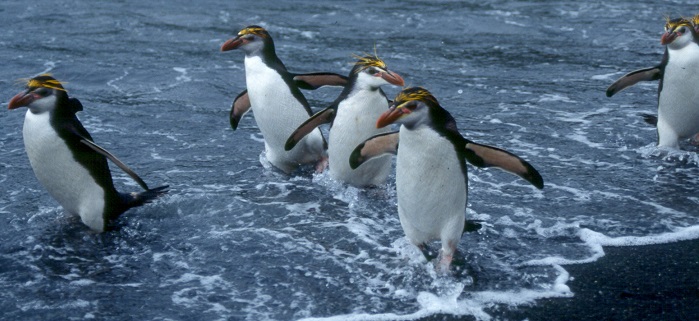 Royal Penguins in the Tide