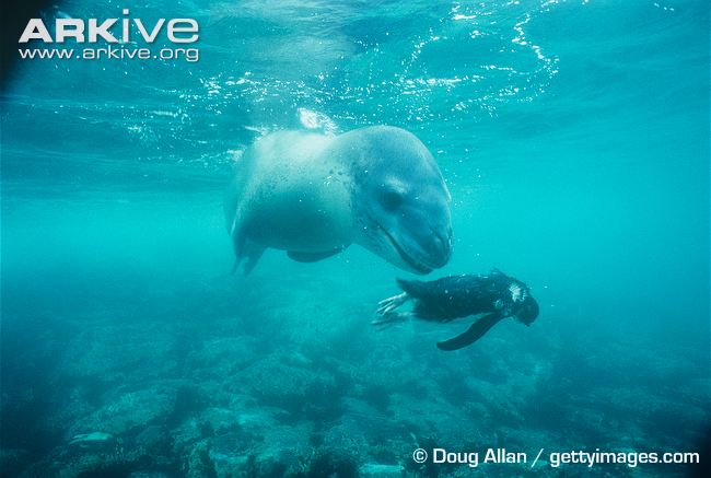 Seal preying on Royal Penguin