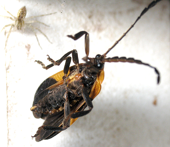 Banded Net-Winged Beetle