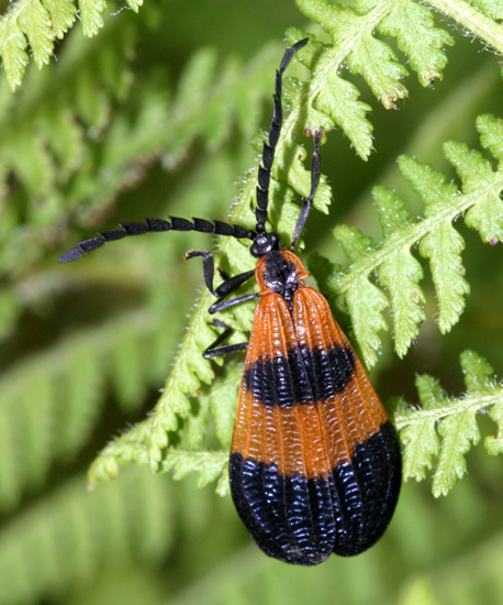 Banded Net-Winged Beetle