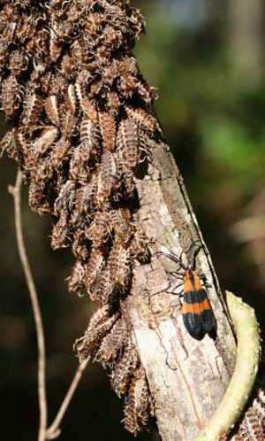 Banded Net-Winged Beetle