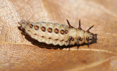 Banded Net-Winged Beetle Prepupal stage