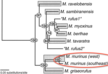 Phylogeny