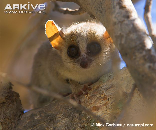 Mouse Lemur