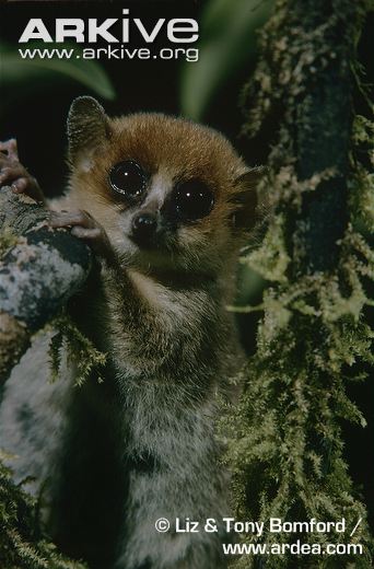 Mouse Lemur