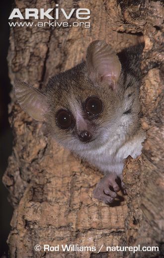 Mouse Lemur